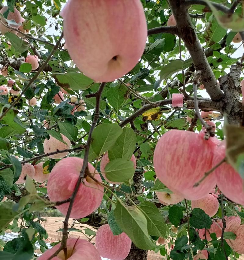 苹果的味道如何？探讨苹果的口感和风味（从甜蜜到酸涩，苹果口感的变化与风味的特点）